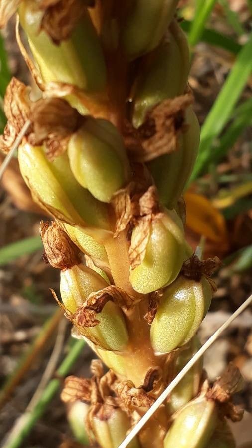Himantoglossum robertianum fruit