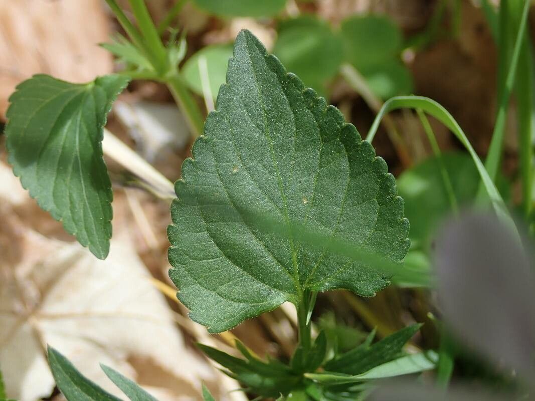 Viola jordanii leaf