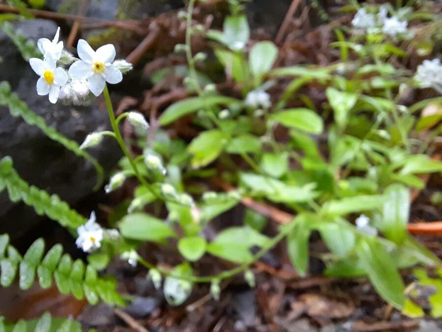 Myosotis macrosperma flower