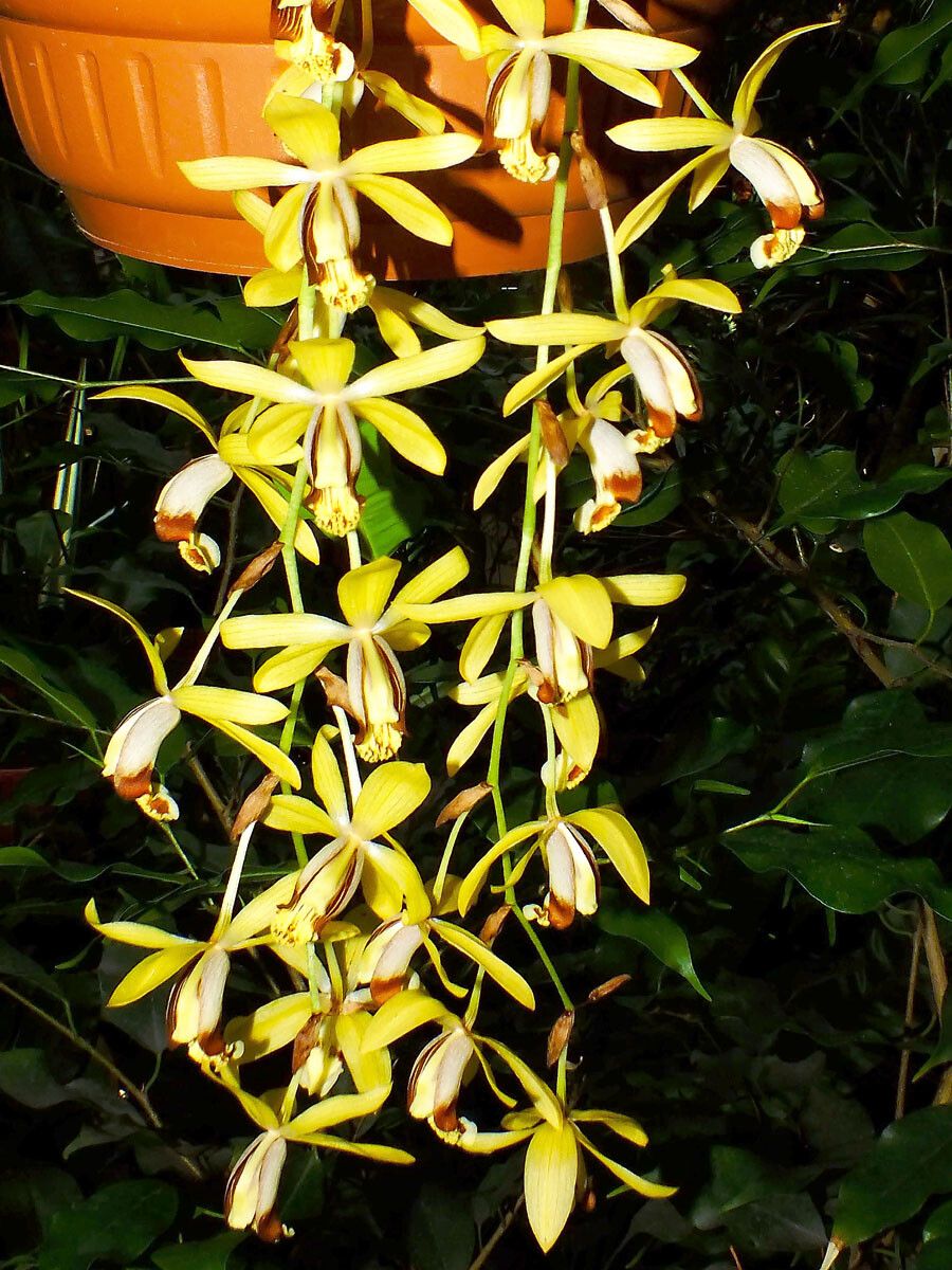 Dendrobium munificum flower