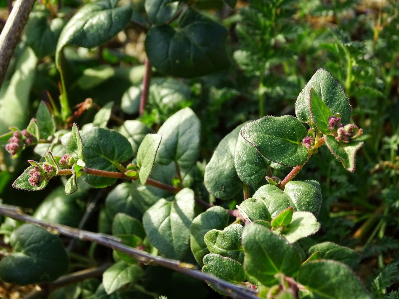 Mirabilis laevis habit