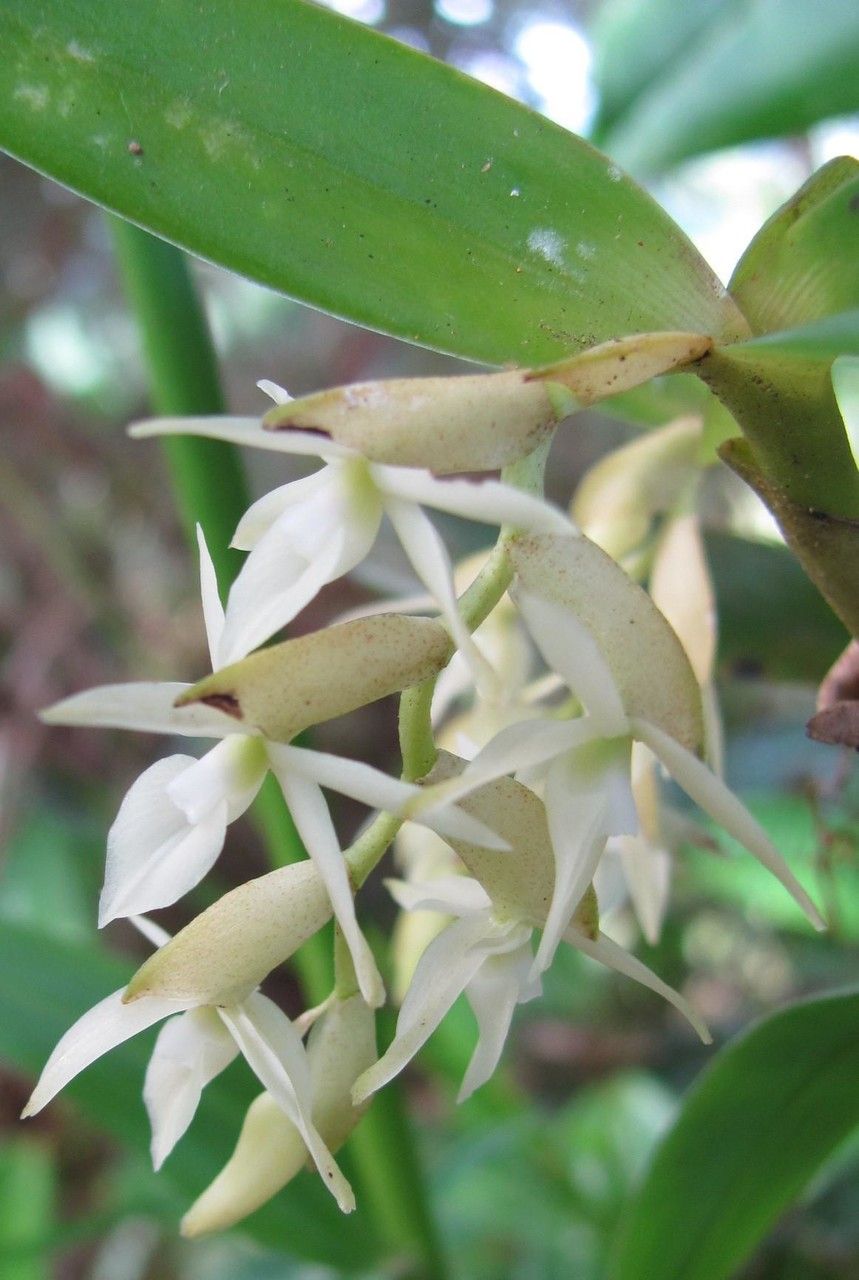 Epidendrum paraguastigma other