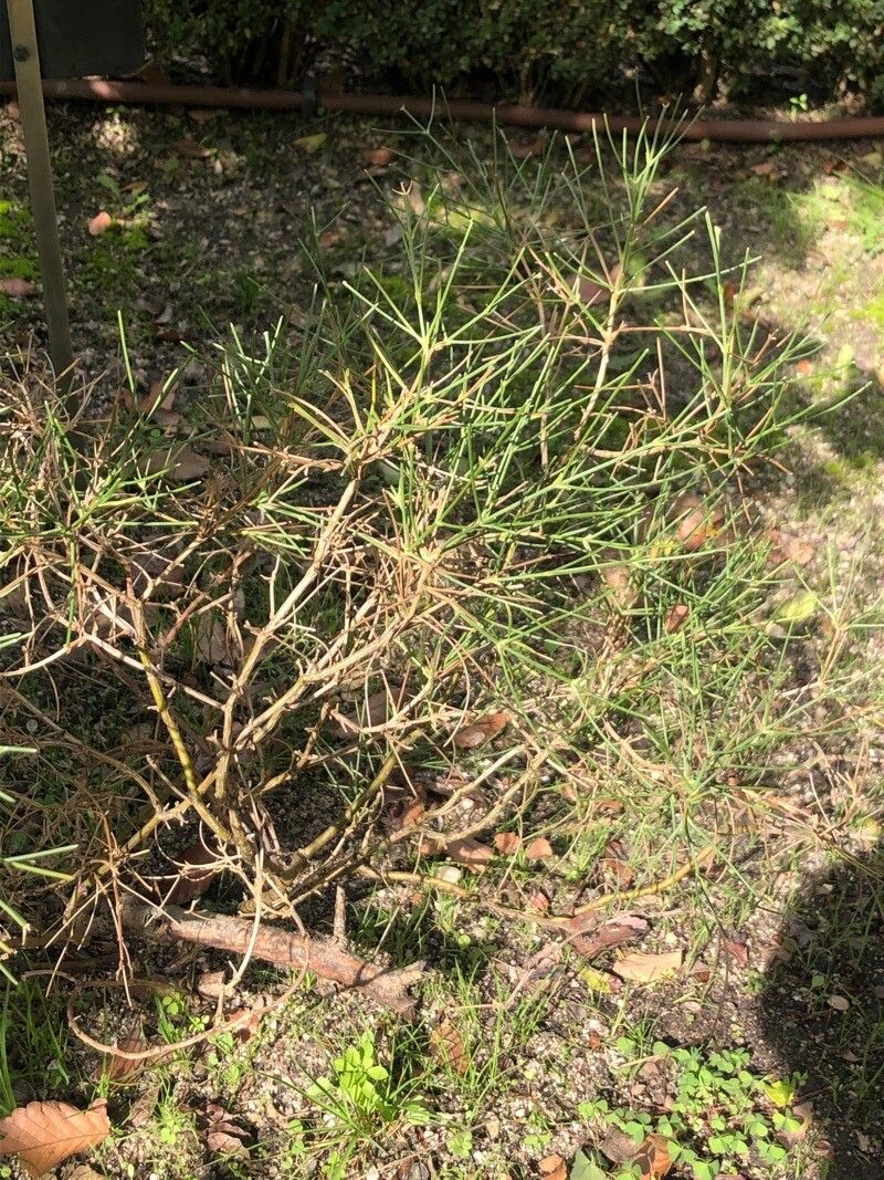 Genista radiata leaf