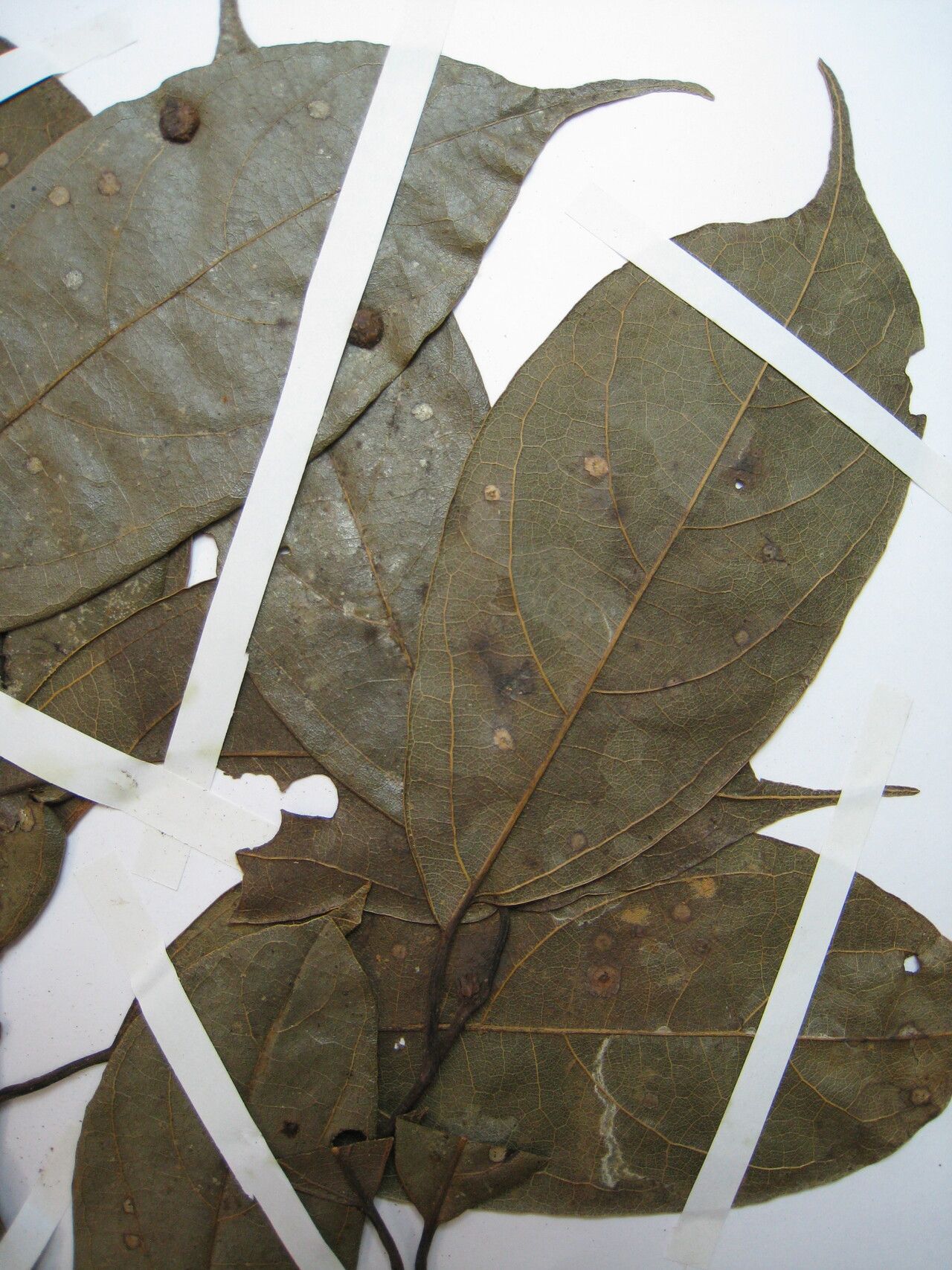 Rhodostemonodaphne rufovirgata other