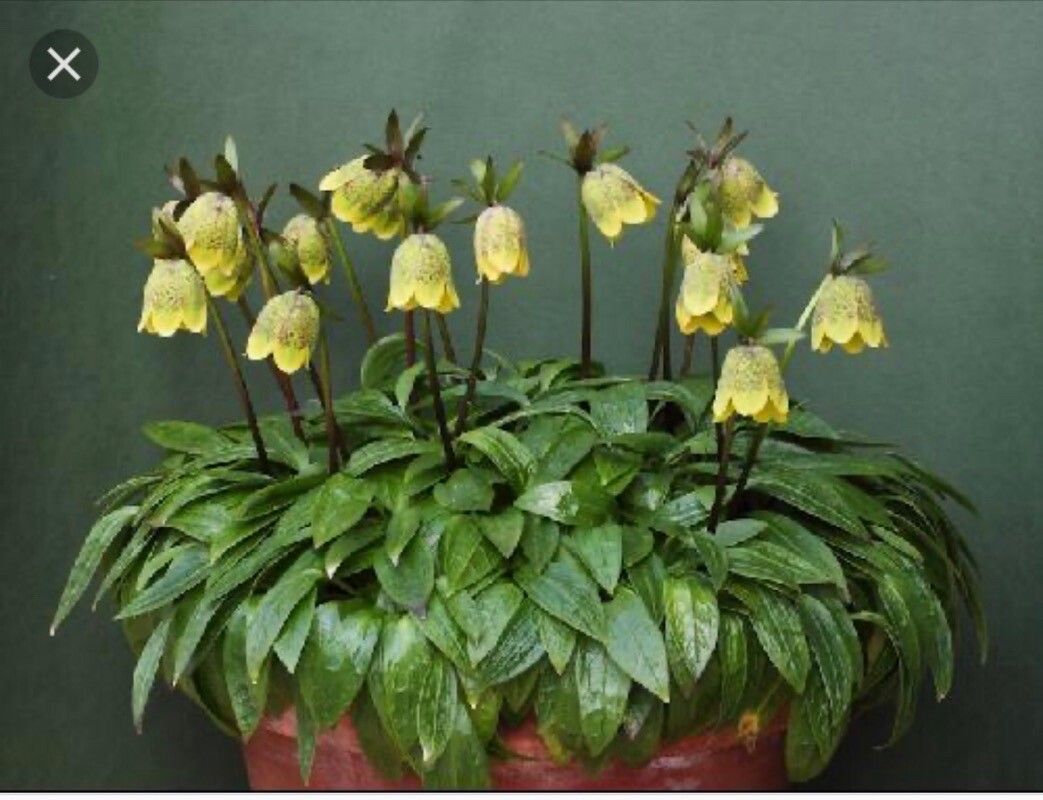 Fritillaria davidii — search result for 'Fritillaria'