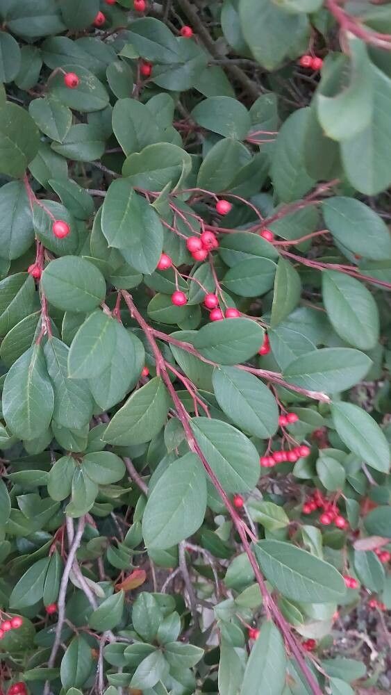 Cotoneaster meiophyllus — houseplant care guide