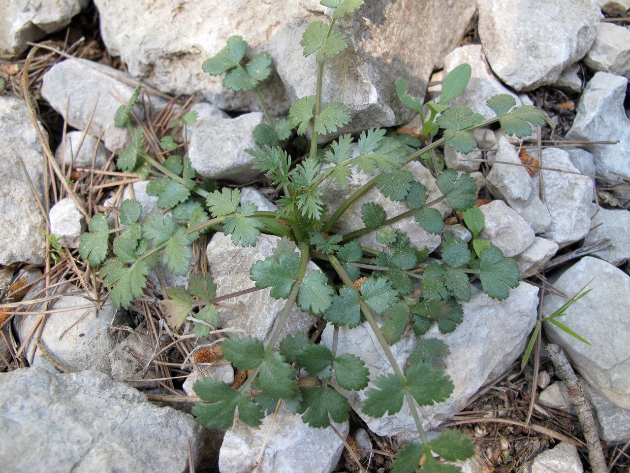 Pimpinella peregrina habit