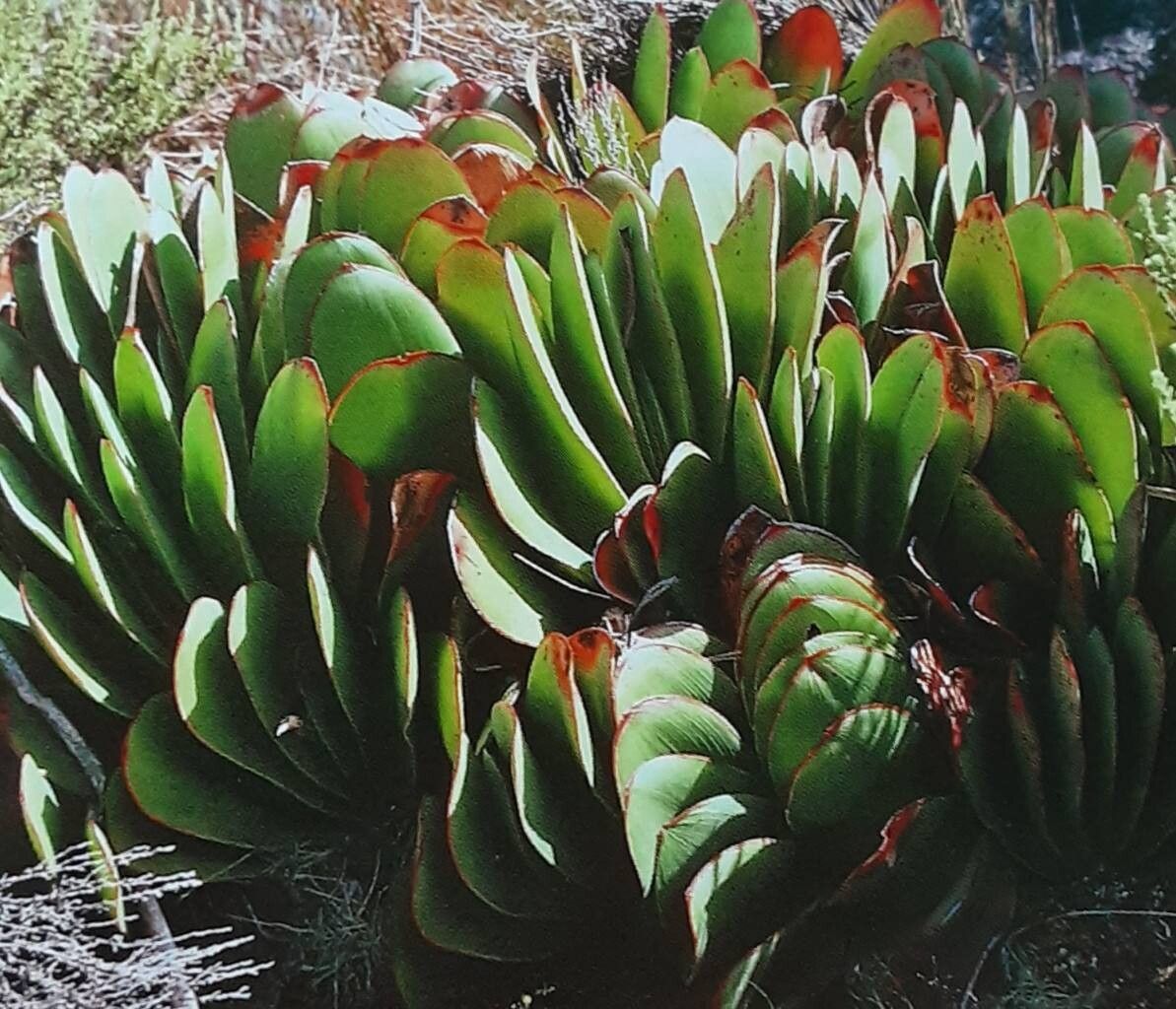 Kumara haemanthifolia — related species from the same genus