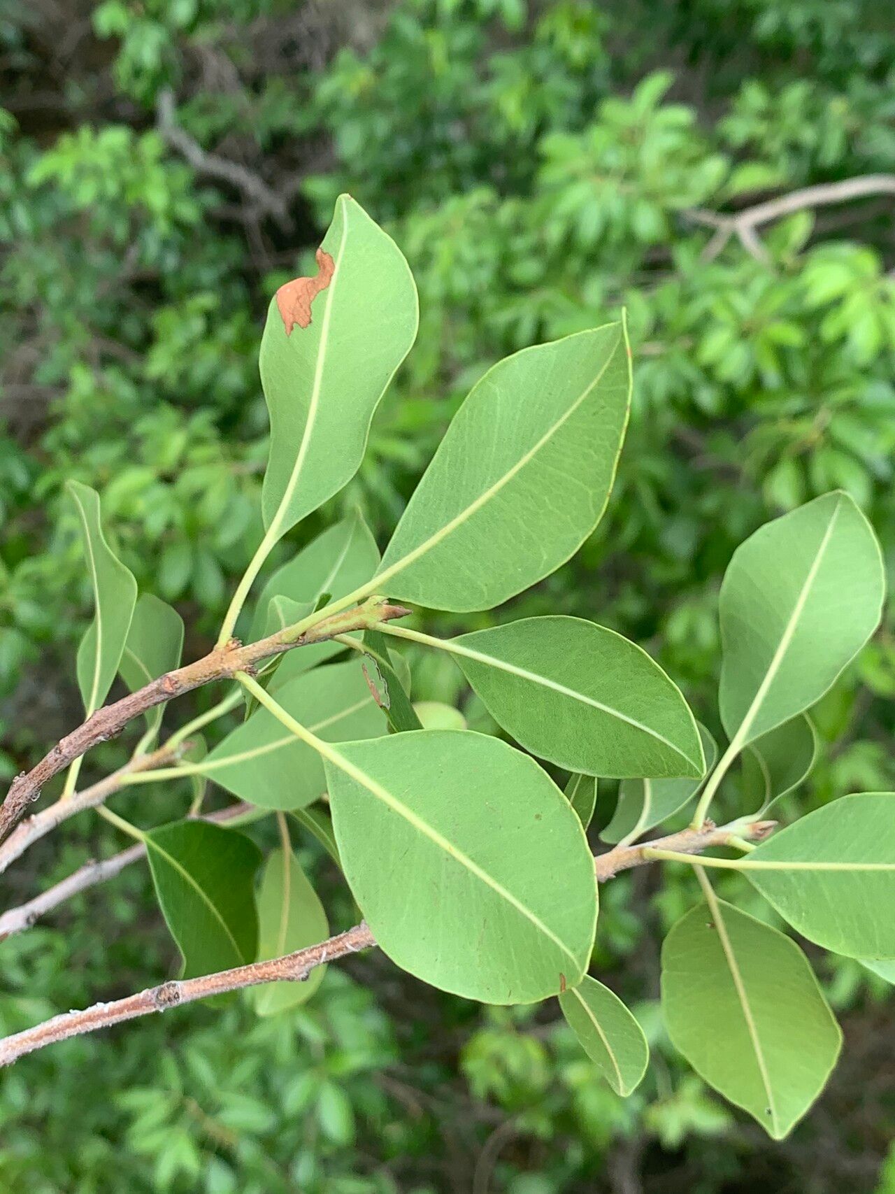 Mimusops obtusifolia leaf