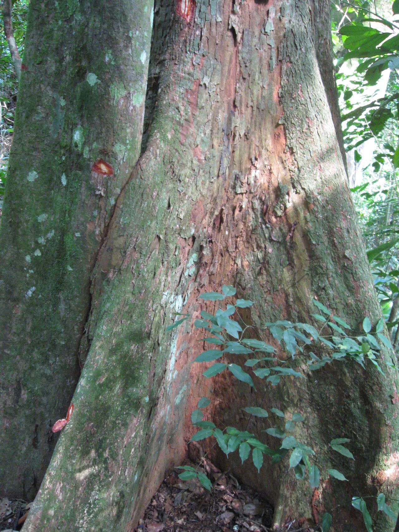 Pterocarpus mildbraedii bark
