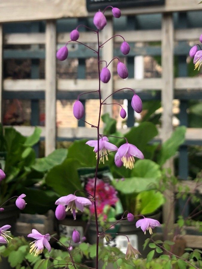 Thalictrum delavayi flower