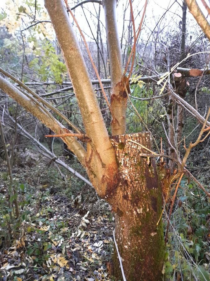 Salix caroliniana bark