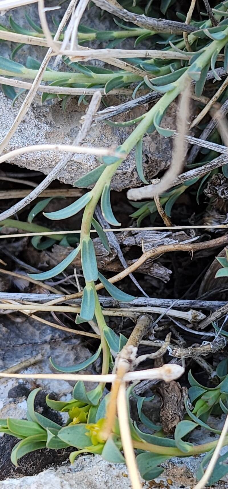 Euphorbia heteradena leaf