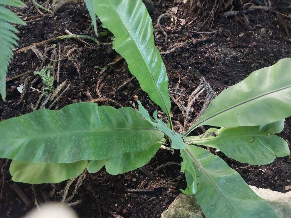 Athyrium medium — houseplant care guide