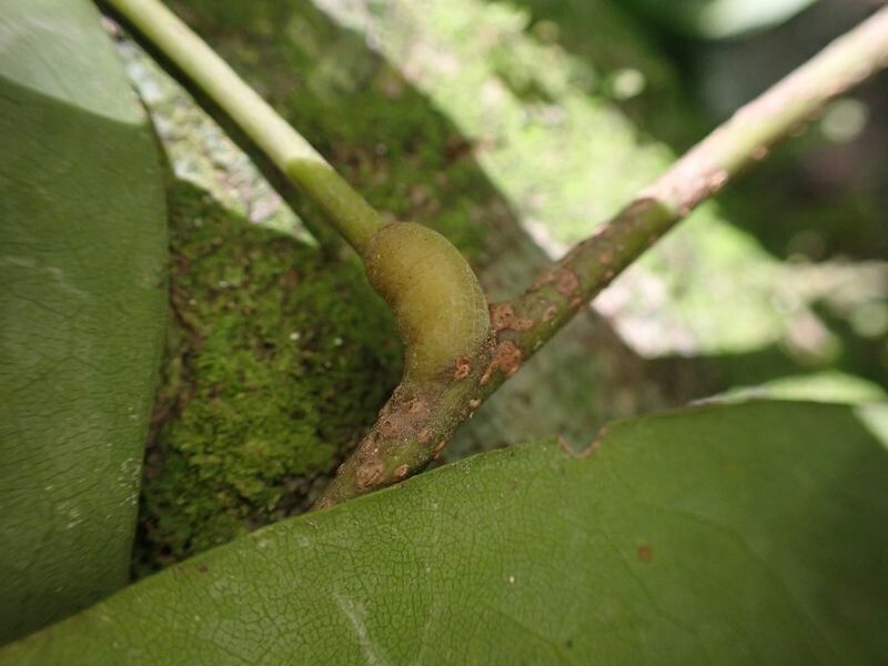 Dialium bipindense other