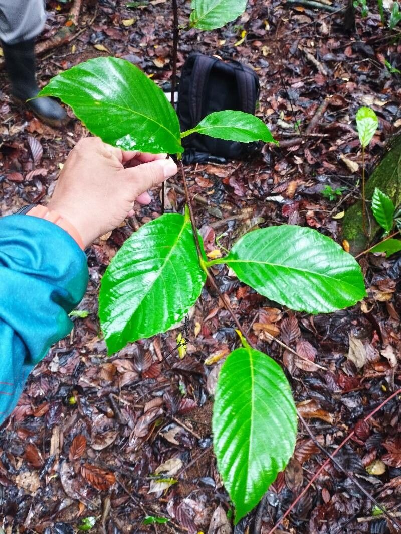 Pinzona coriacea — search result for 'Clematis'