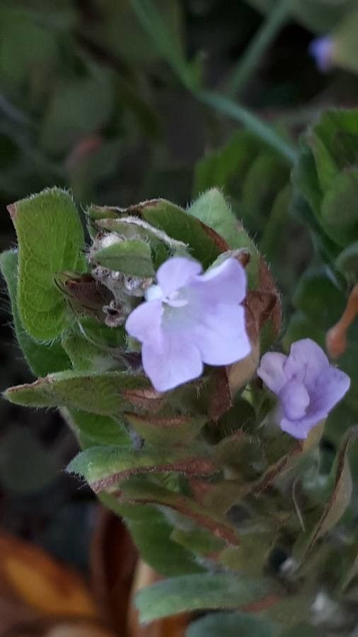 Blechum pyramidatum flower