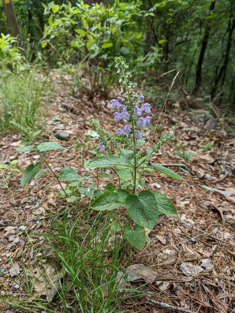 Scutellaria ovata flower