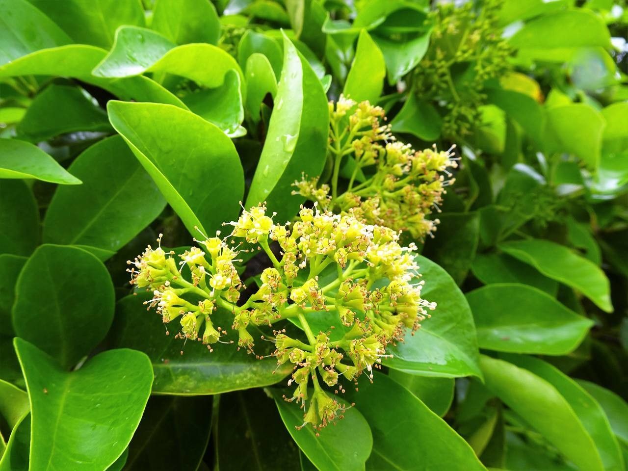 Pisonia subcordata flower