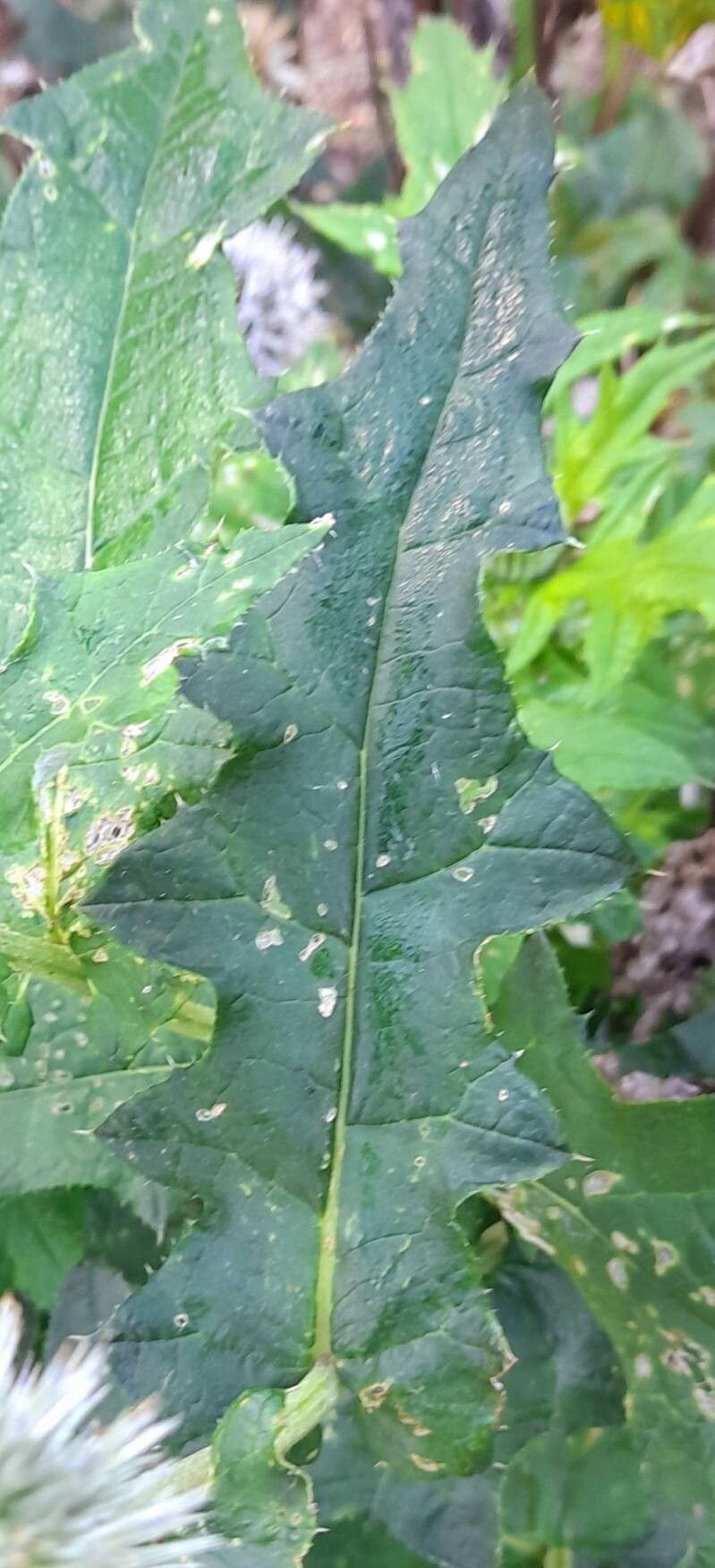 Echinops davuricus — search result for 'Echinops'