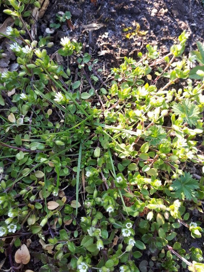 Minuartia acutiflora — related species from the same genus