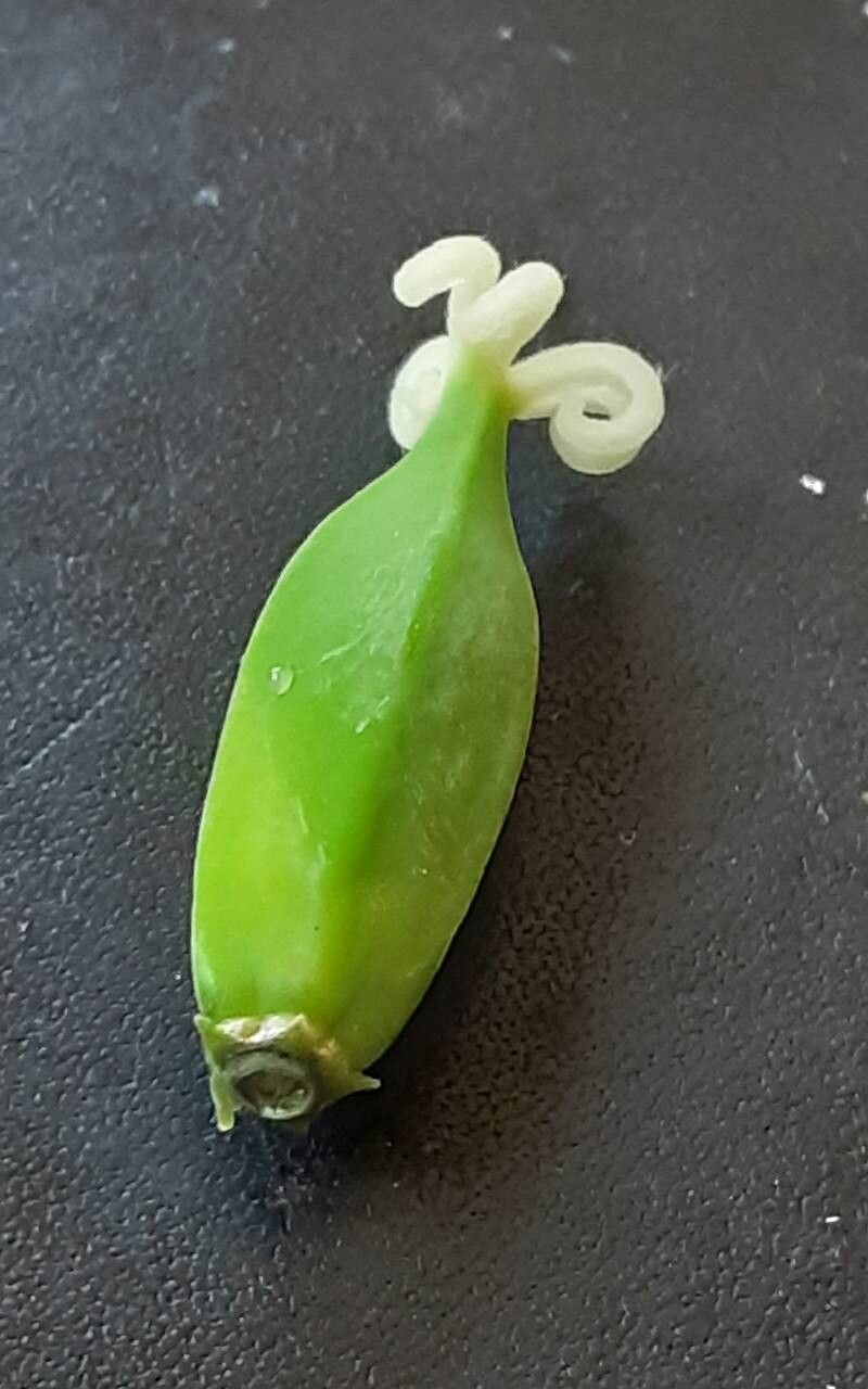 Vasconcellea × pentagona flower