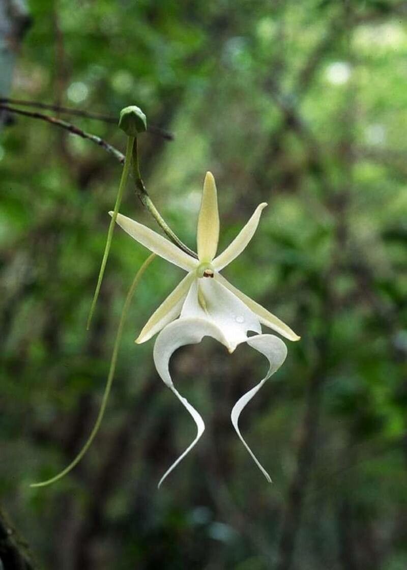 Dendrophylax lindenii flower