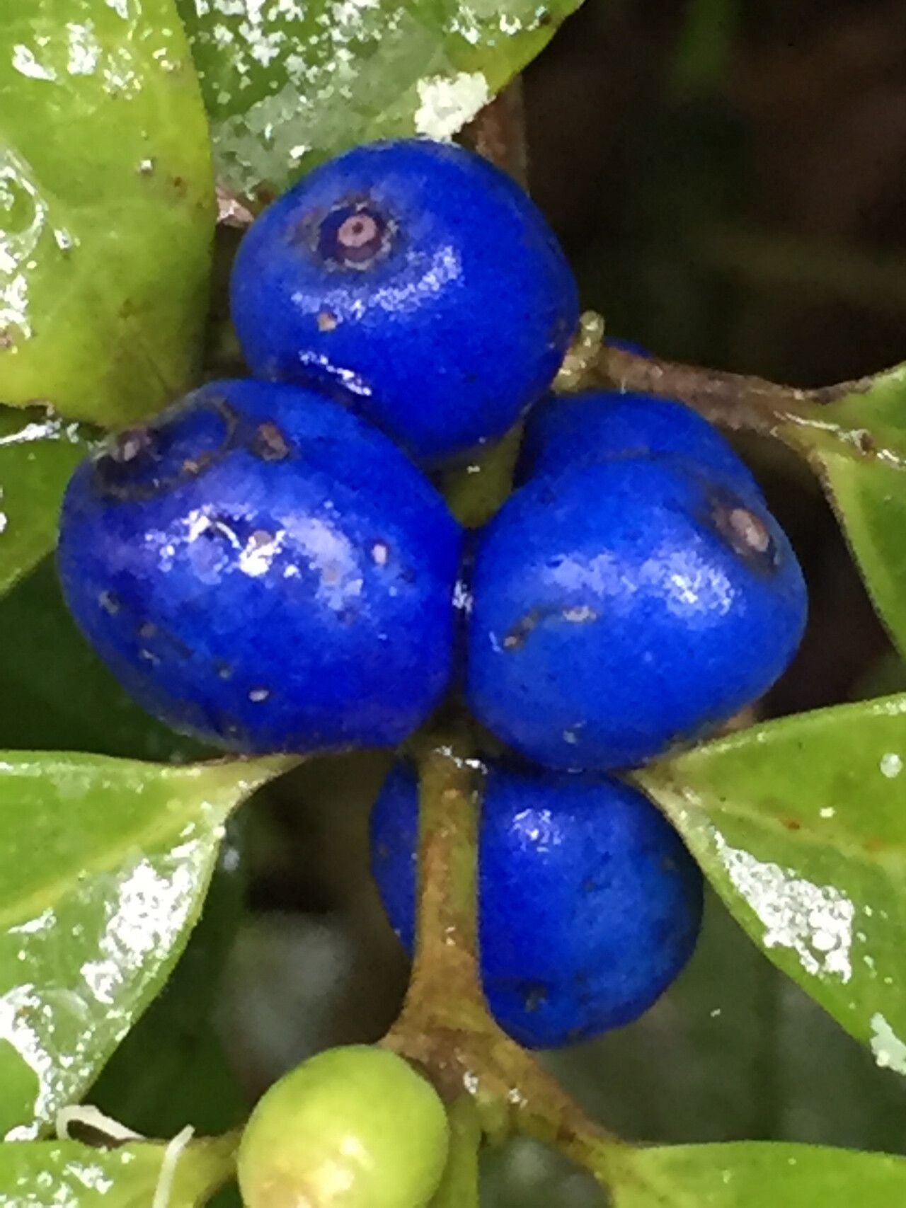 Saldinia axillaris fruit