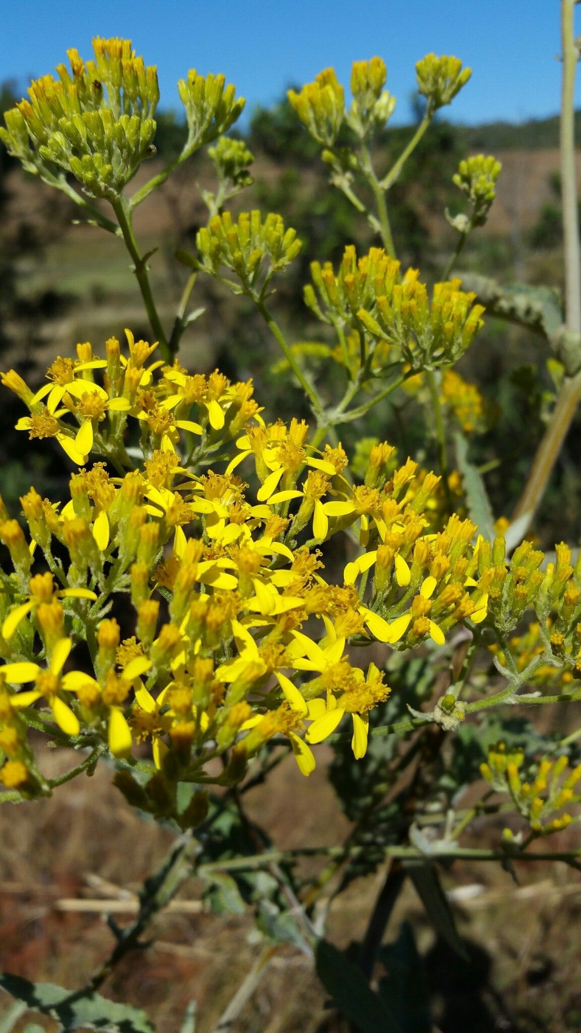 Senecio cochlearifolius flower