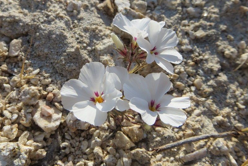 Linanthus concinnus flower