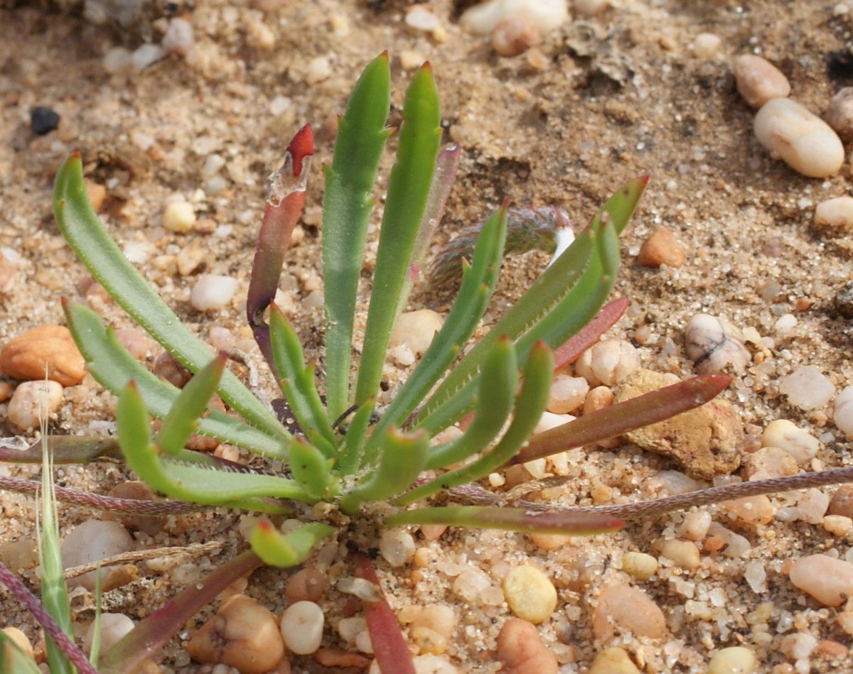 Plantago algarbiensis