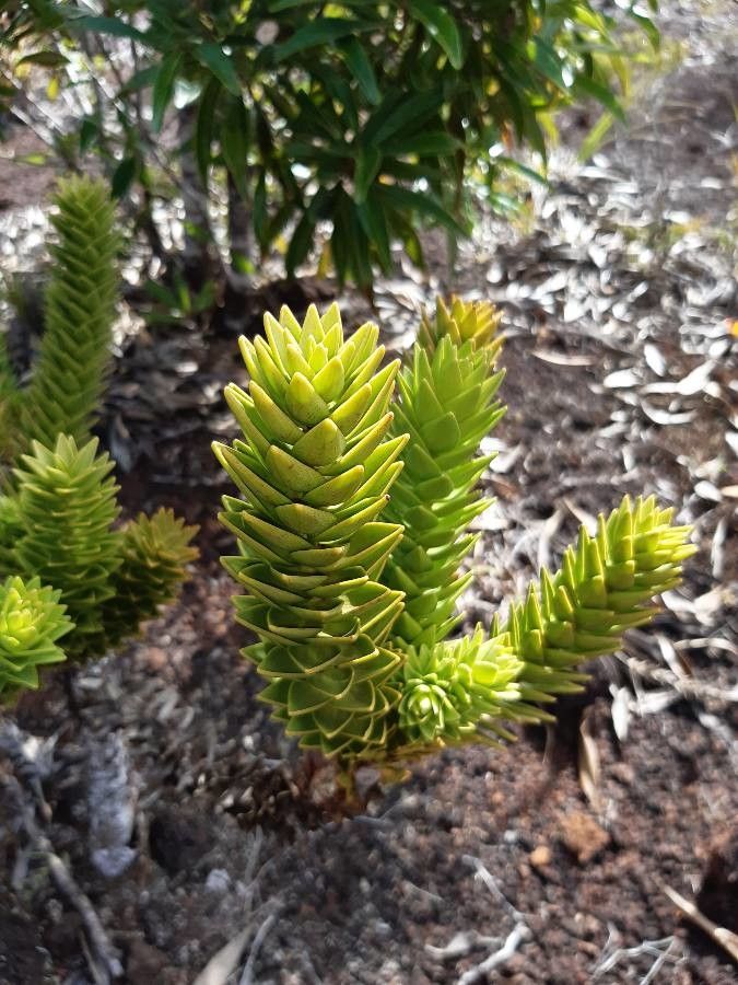 Araucaria muelleri leaf