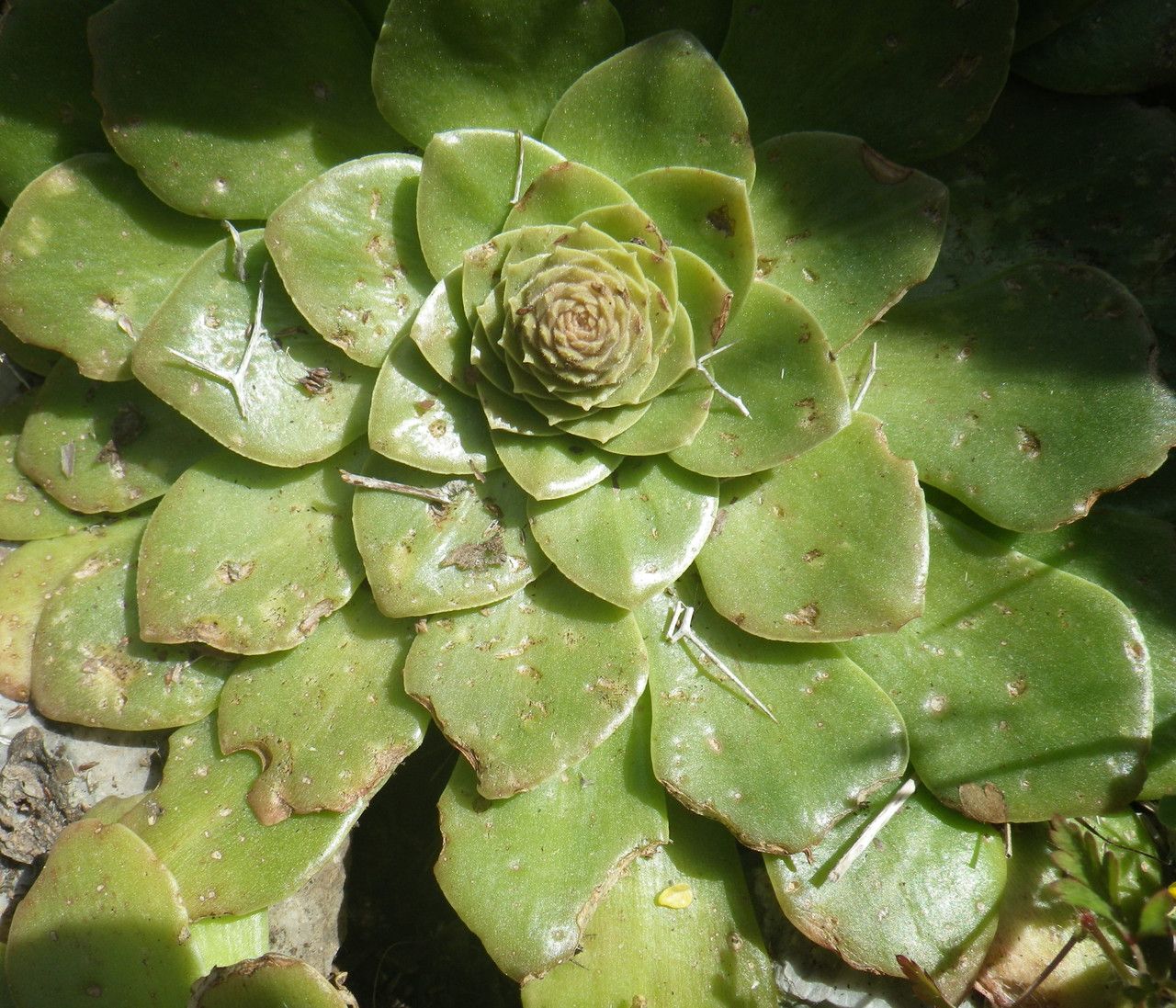 Sedum lampusae habit
