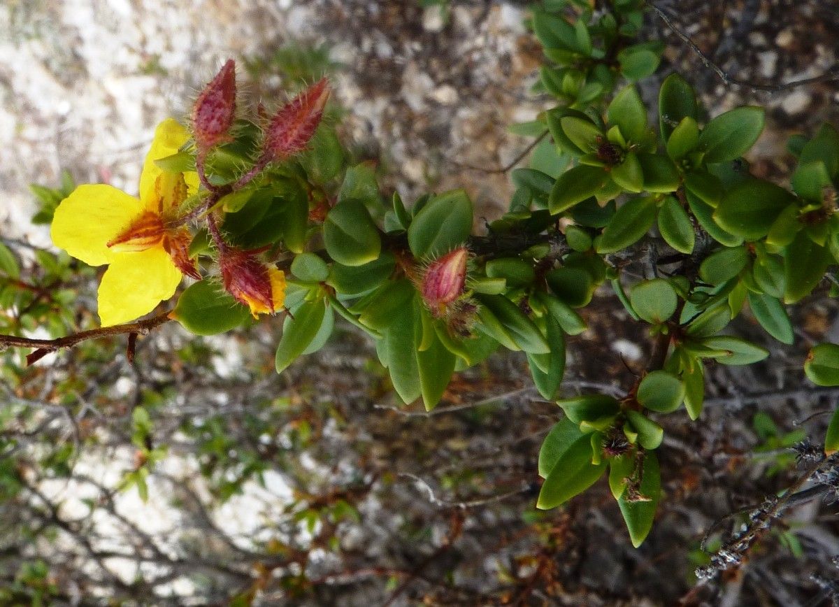 Helianthemum alypoides habit