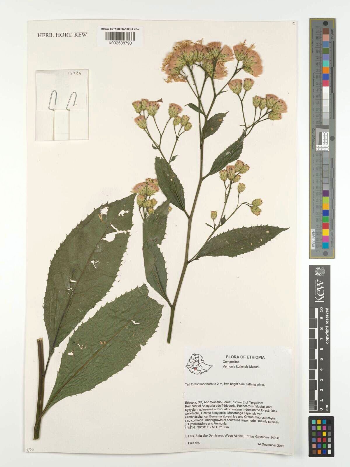 Linzia ituriensis — related species from the same genus