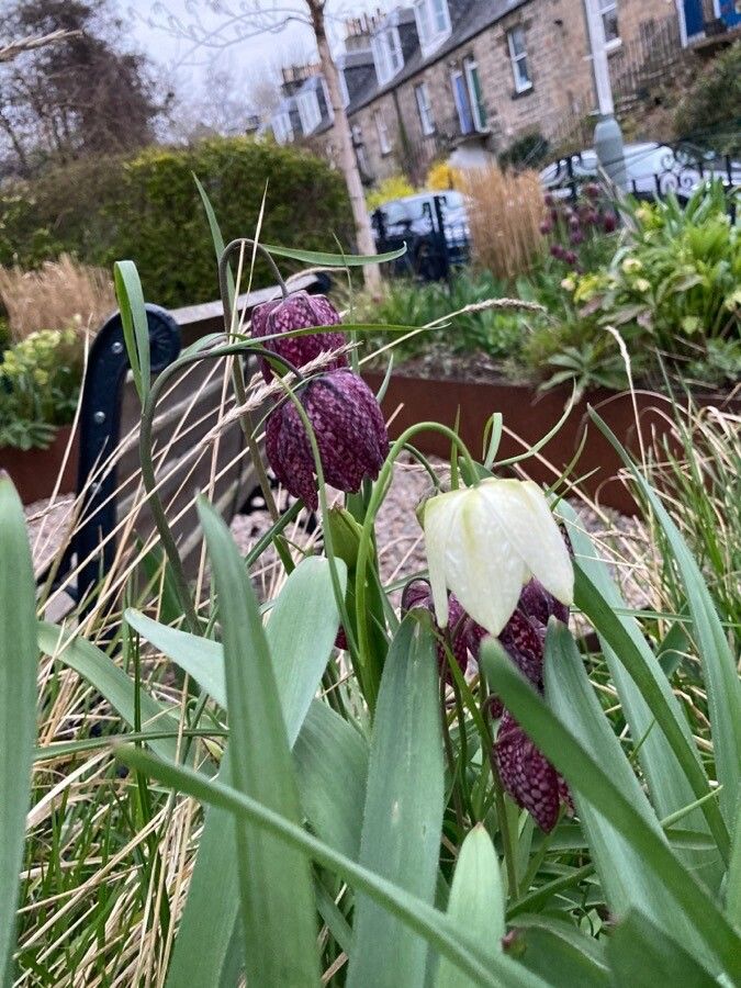 Fritillaria tubiformis flower