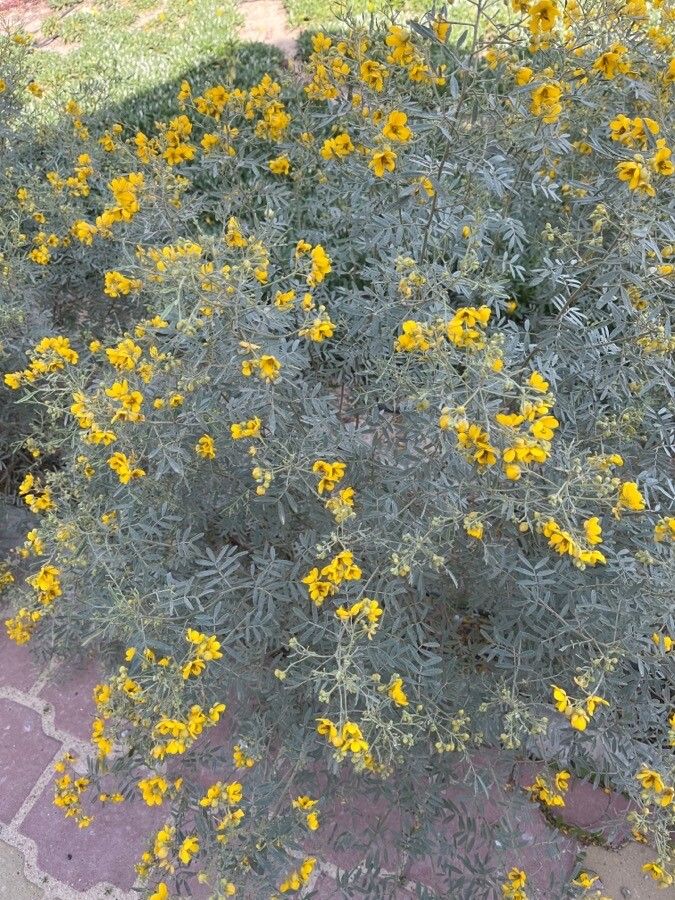 Senna multiglandulosa leaf