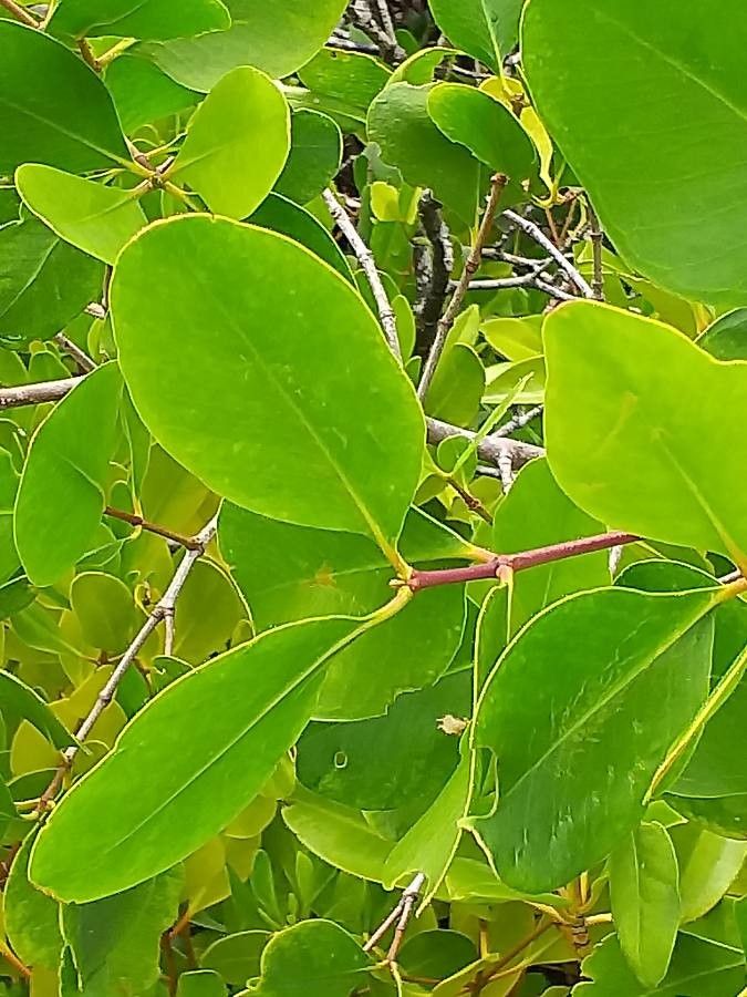 Sonneratia alba leaf