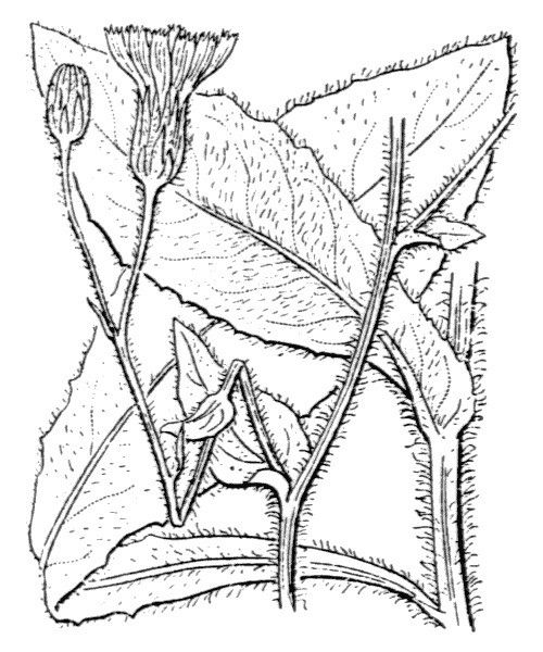 Hieracium verbascifolium other