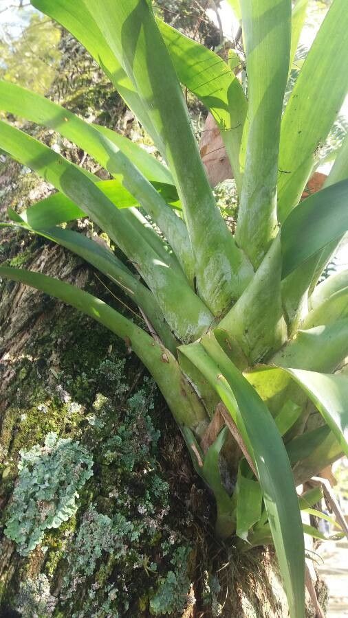 Aechmea bracteata leaf