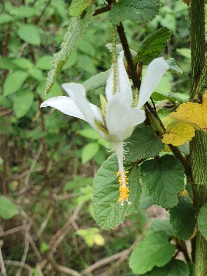 Hibiscus fuscus flower