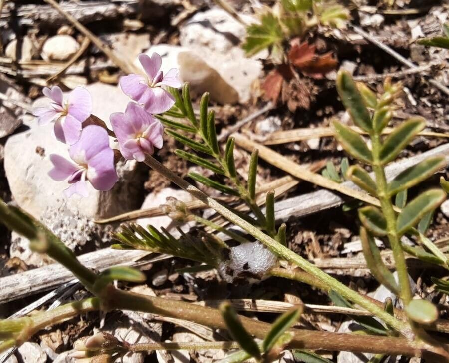 Astragalus austriacus leaf