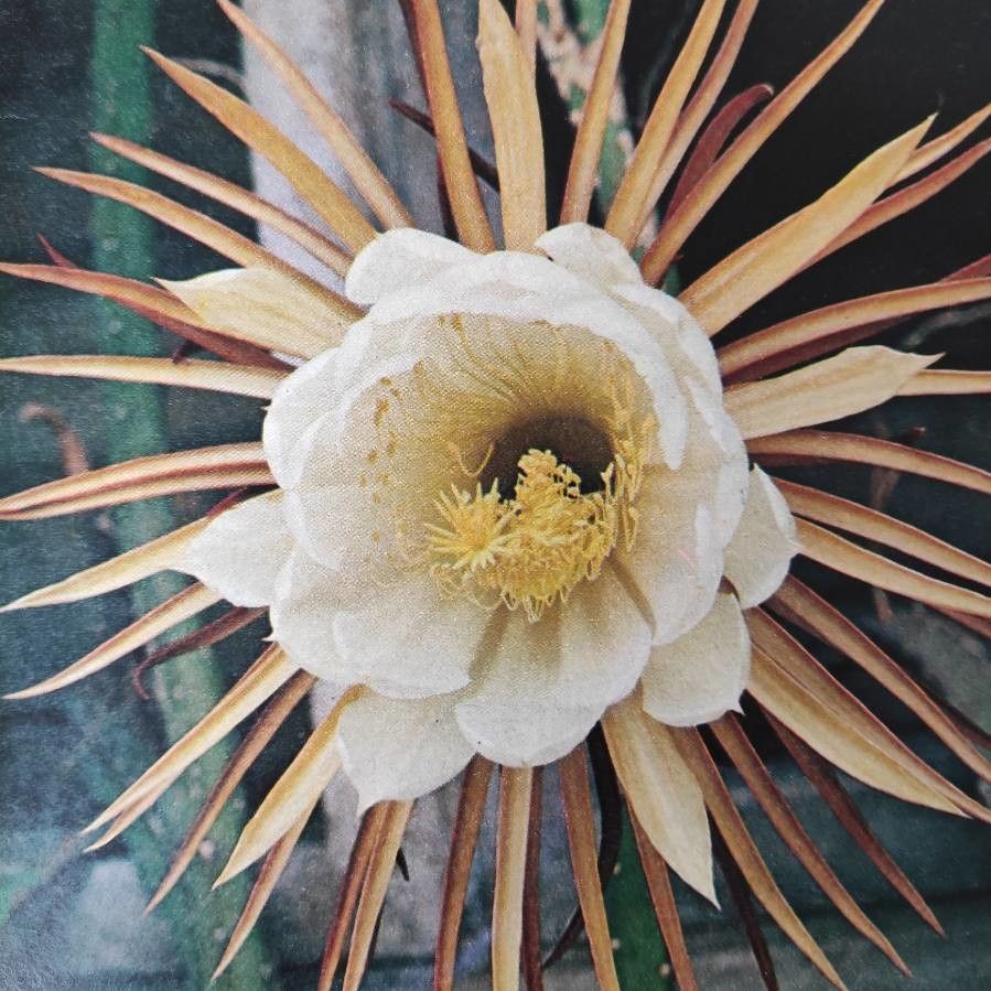 Selenicereus grandiflorus flower