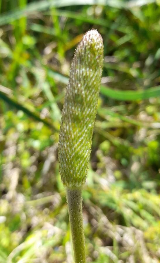 Anemone decapetala fruit