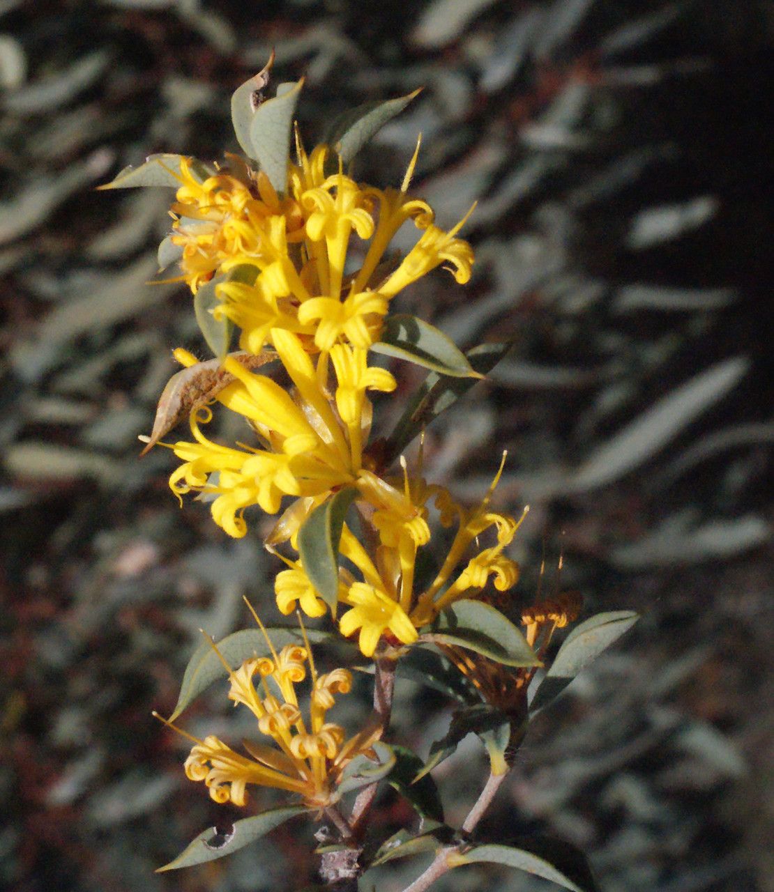 Lambertia ilicifolia flower