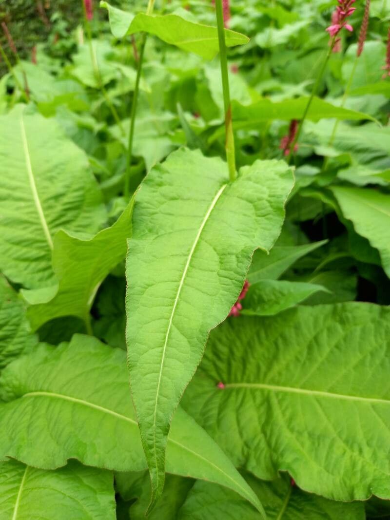 Bistorta amplexicaulis leaf
