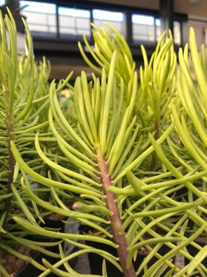Senecio barbertonicus leaf