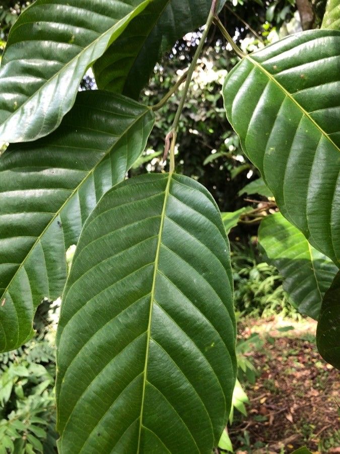 Minquartia guianensis leaf
