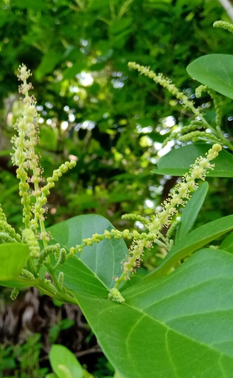 Terminalia bellirica flower