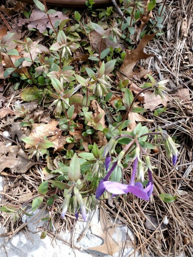 Phlox stolonifera leaf